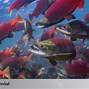 Apakah Ikan Salmon Ada Di Indonesia